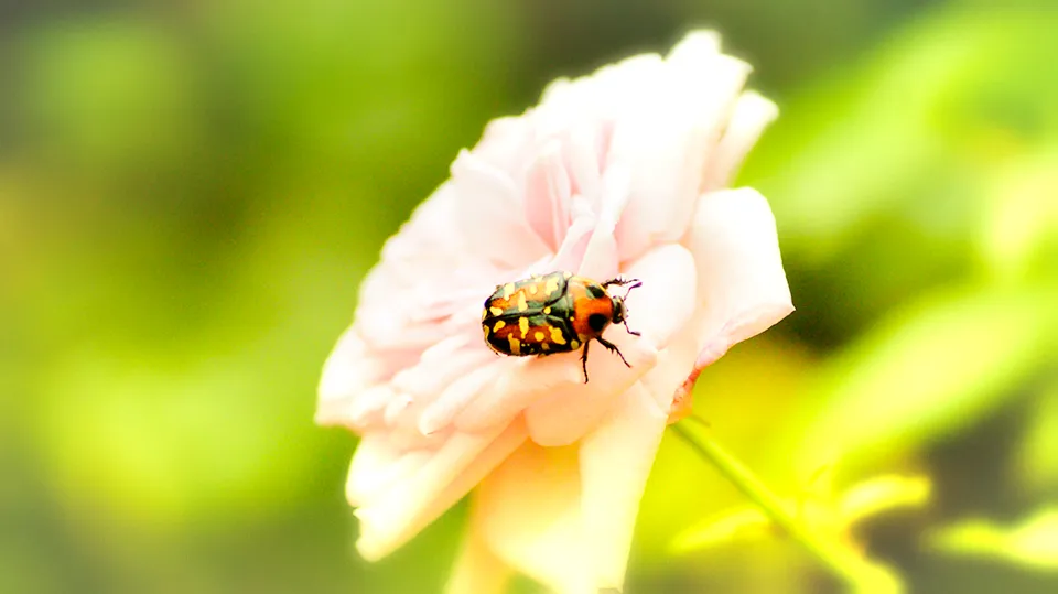 A spotted orange and black beetle on a pale pink rose.