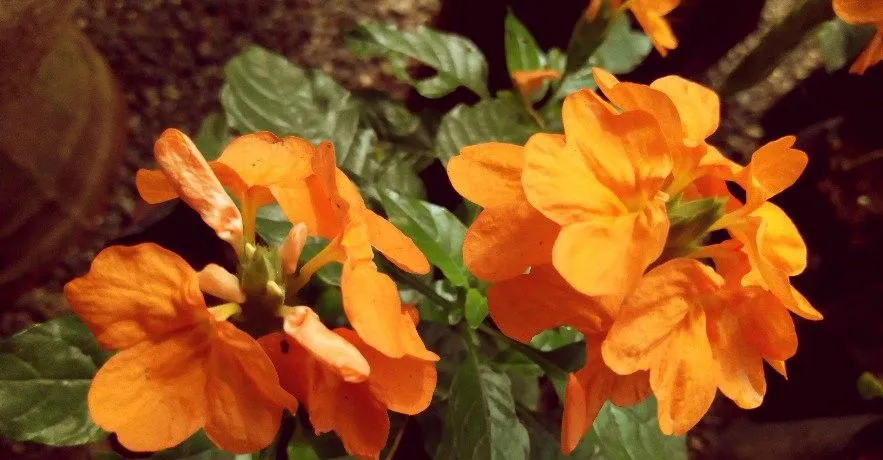 A cluster of orange firecracker flowers among dark green leaves.