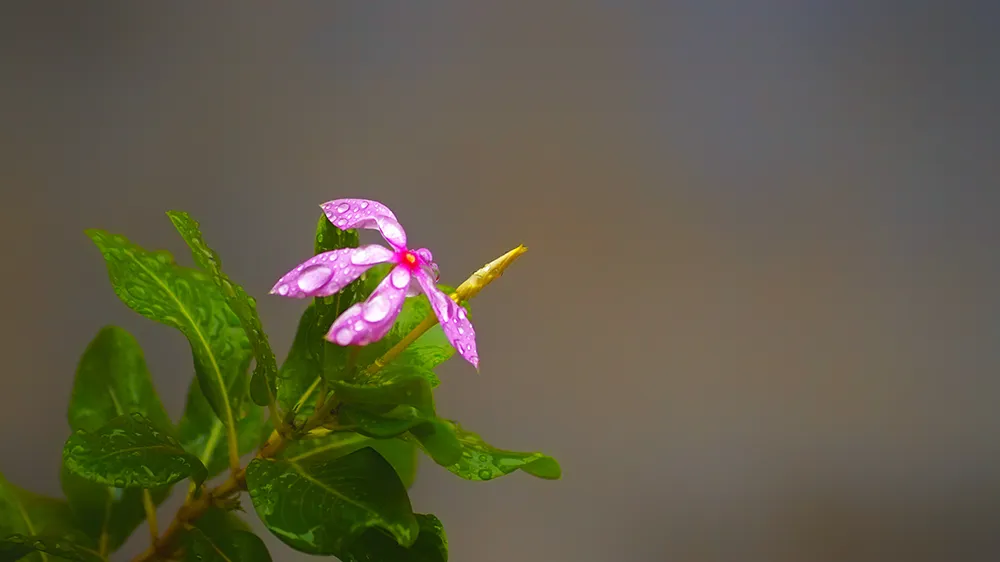 A pink periwinkle flower covered in raindrops against a soft grey background.