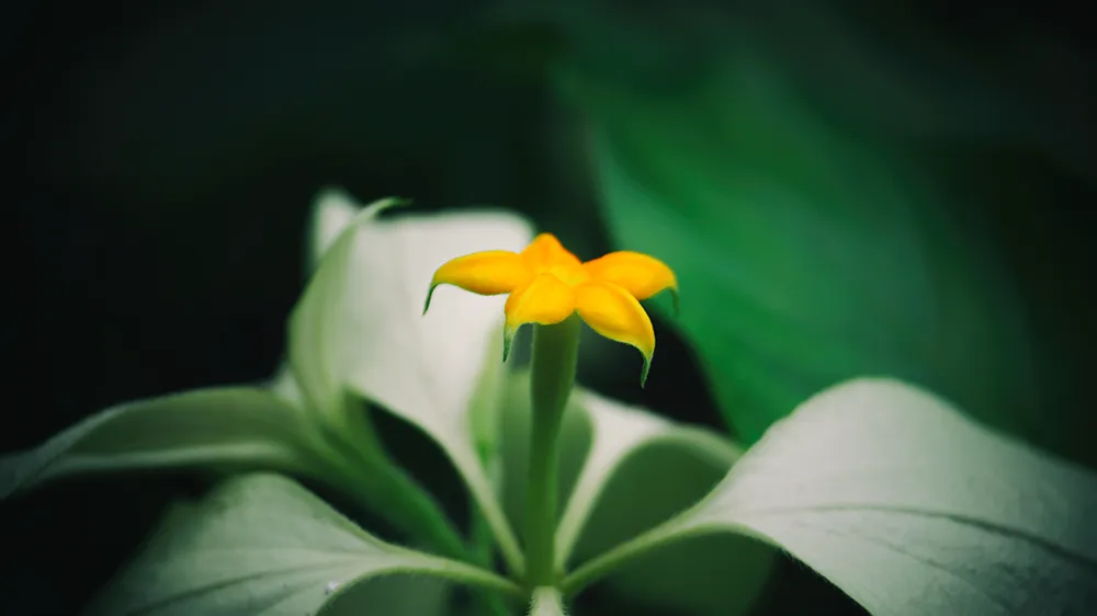 A small yellow star-shaped flower rising from pale green leaves.